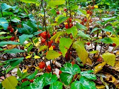 DSC00884