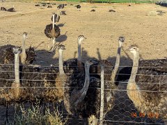 DSC00813-06