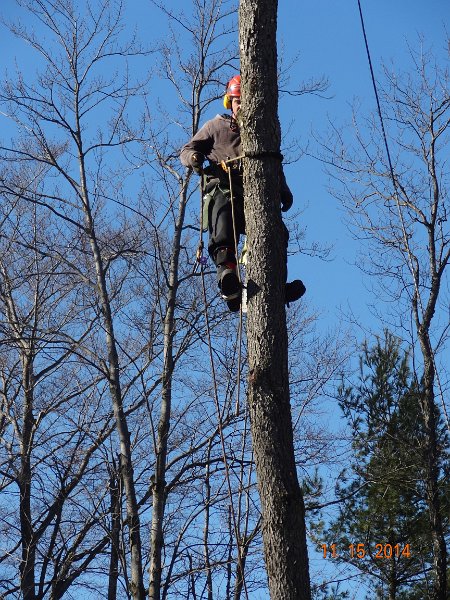 DSC03507.jpg - Bomen zagen dag